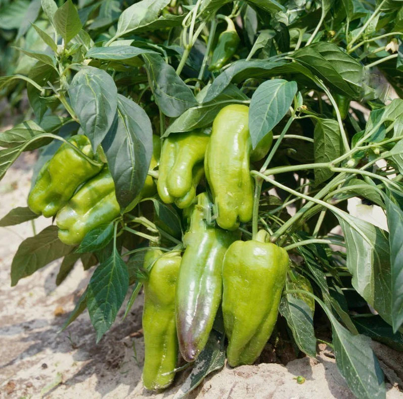 Cubanelle Pepper Seeds | Sweet Green Cuban Chili Peppers Vegetable Seeds 2024