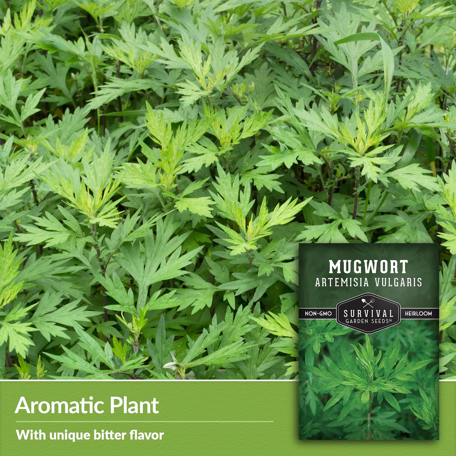 Mugwort Seeds for Planting – 3 Packets with Growth Instructions for Home Garden