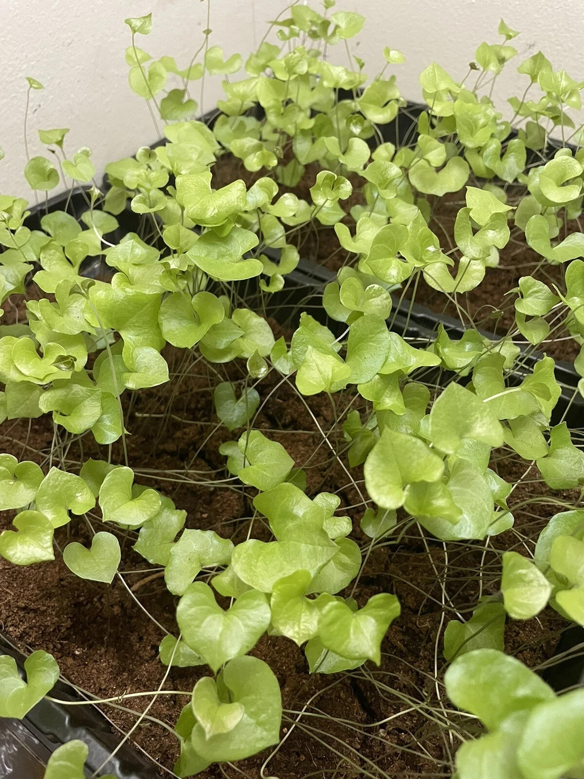 15 Fresh Dioscorea Elephantipes Seeds – High-Quality 2025 Fall Harvest
