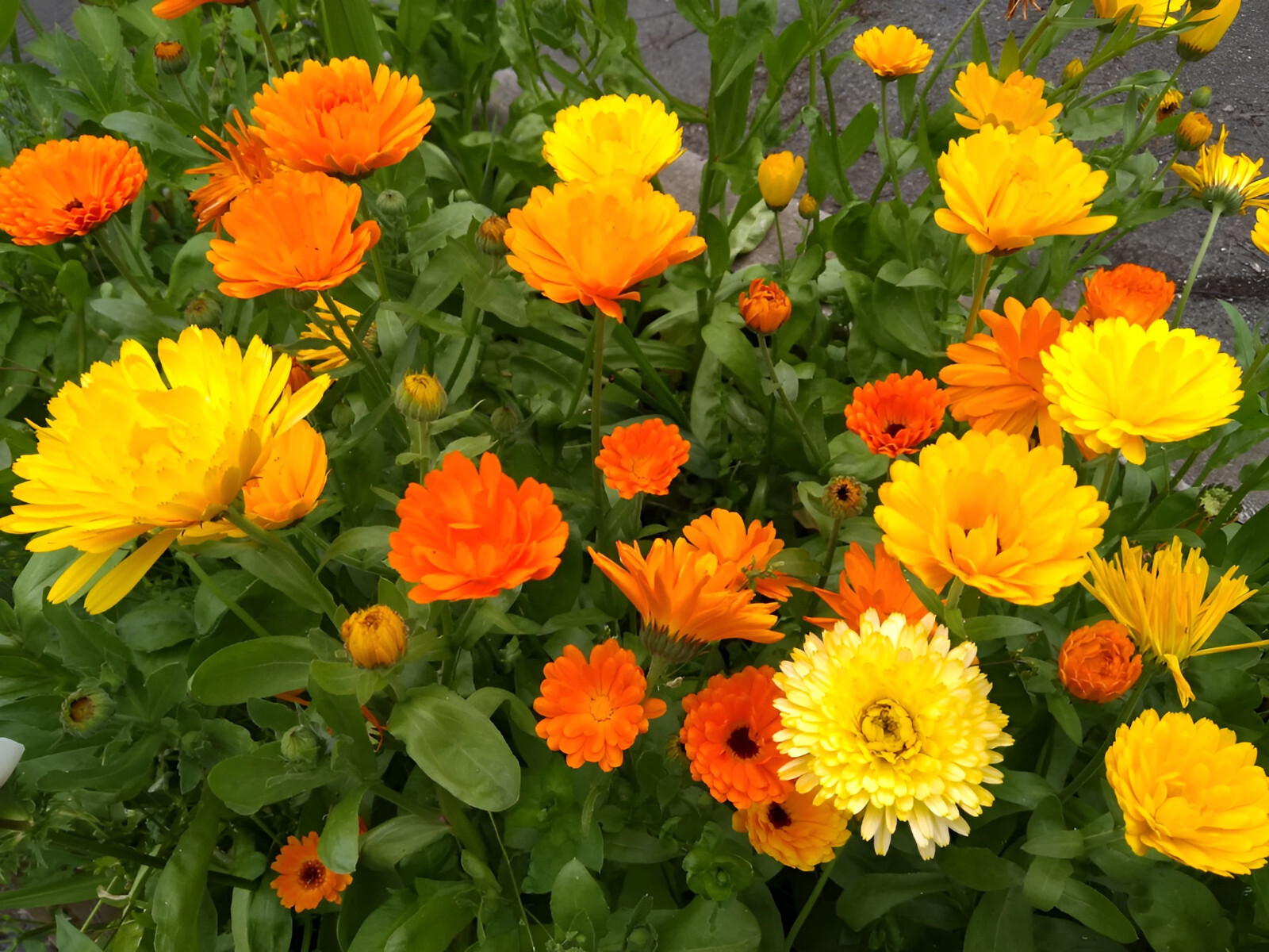 150 Calendula Seeds – Pacific Beauty Mixture -Gorgeous Orange and Yellow Blooms