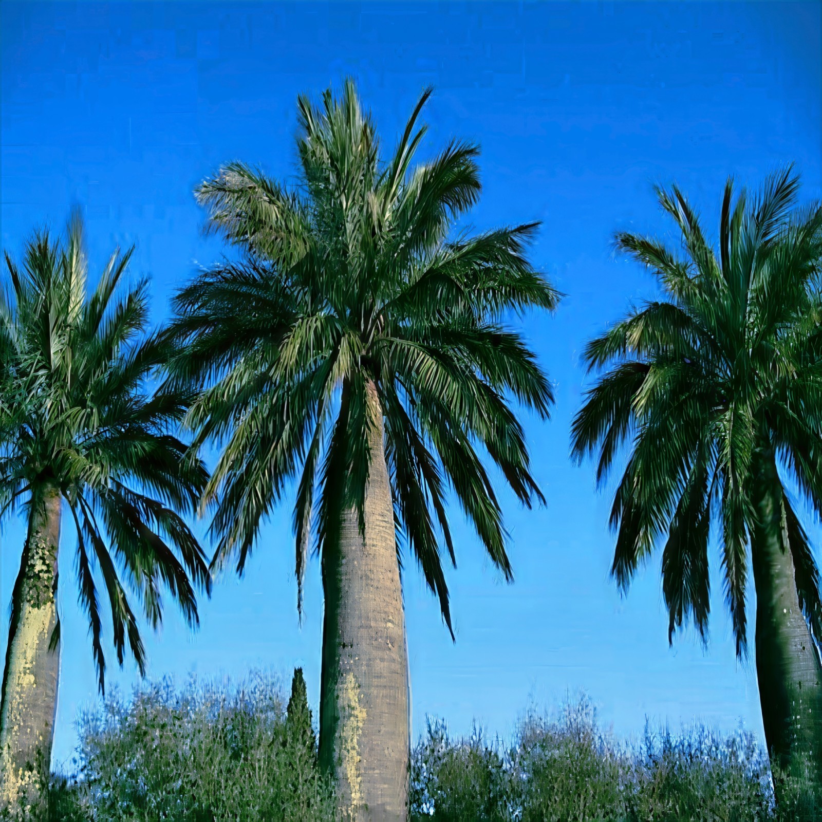 Chilean Wine Palm Tree Seeds (Jubaea chilensis) Largest Palm in World, Hardy-8