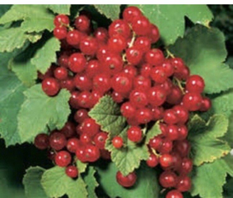 16-20″ tall 1 liter container Red Lake Currant Plant dormant well rooted plant