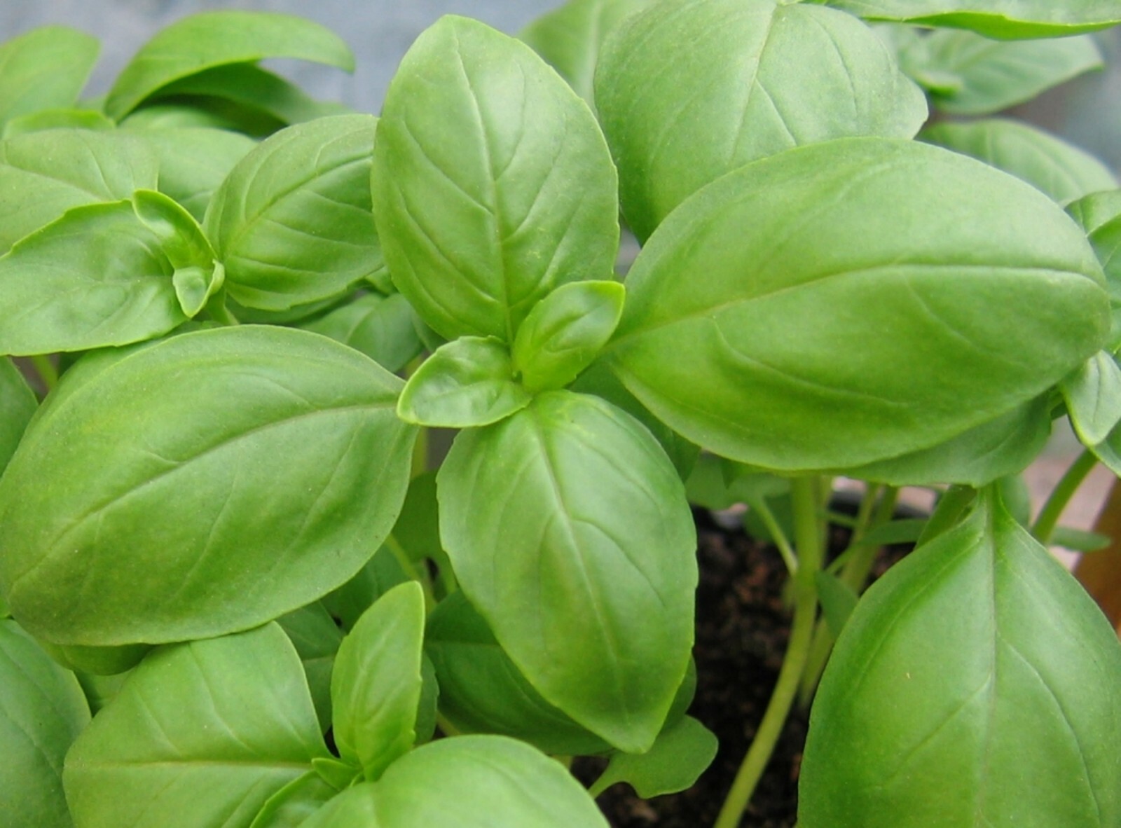 Basil Herb Seeds- Genovese- Pesto Heirloom- 290+ seeds 2021 Seeds