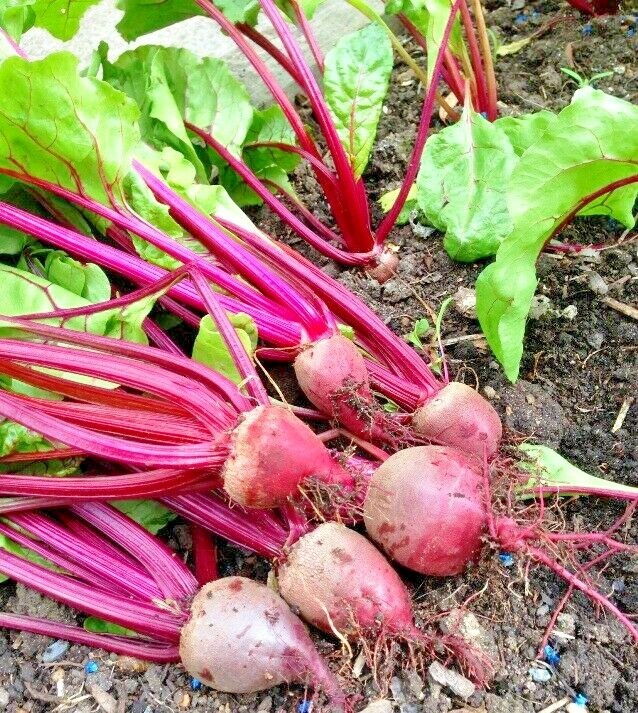 101+DETROIT DARK RED BEET Seeds Heirloom Vegetable Garden Patio Container Easy