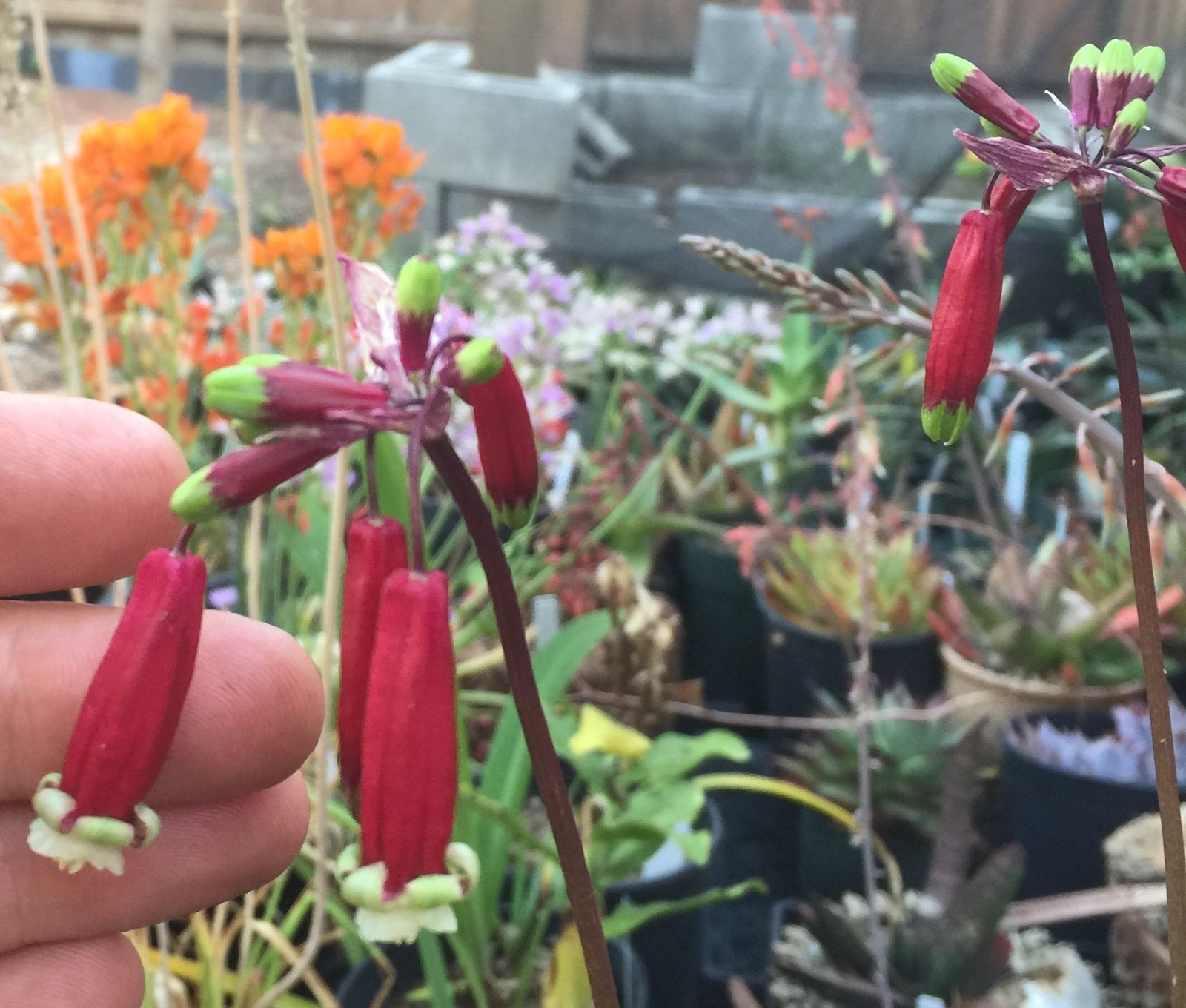 Bulbs B, CHOOSE 2: Brodiaea california, elegans, Dichelostemma, Dipterostemon