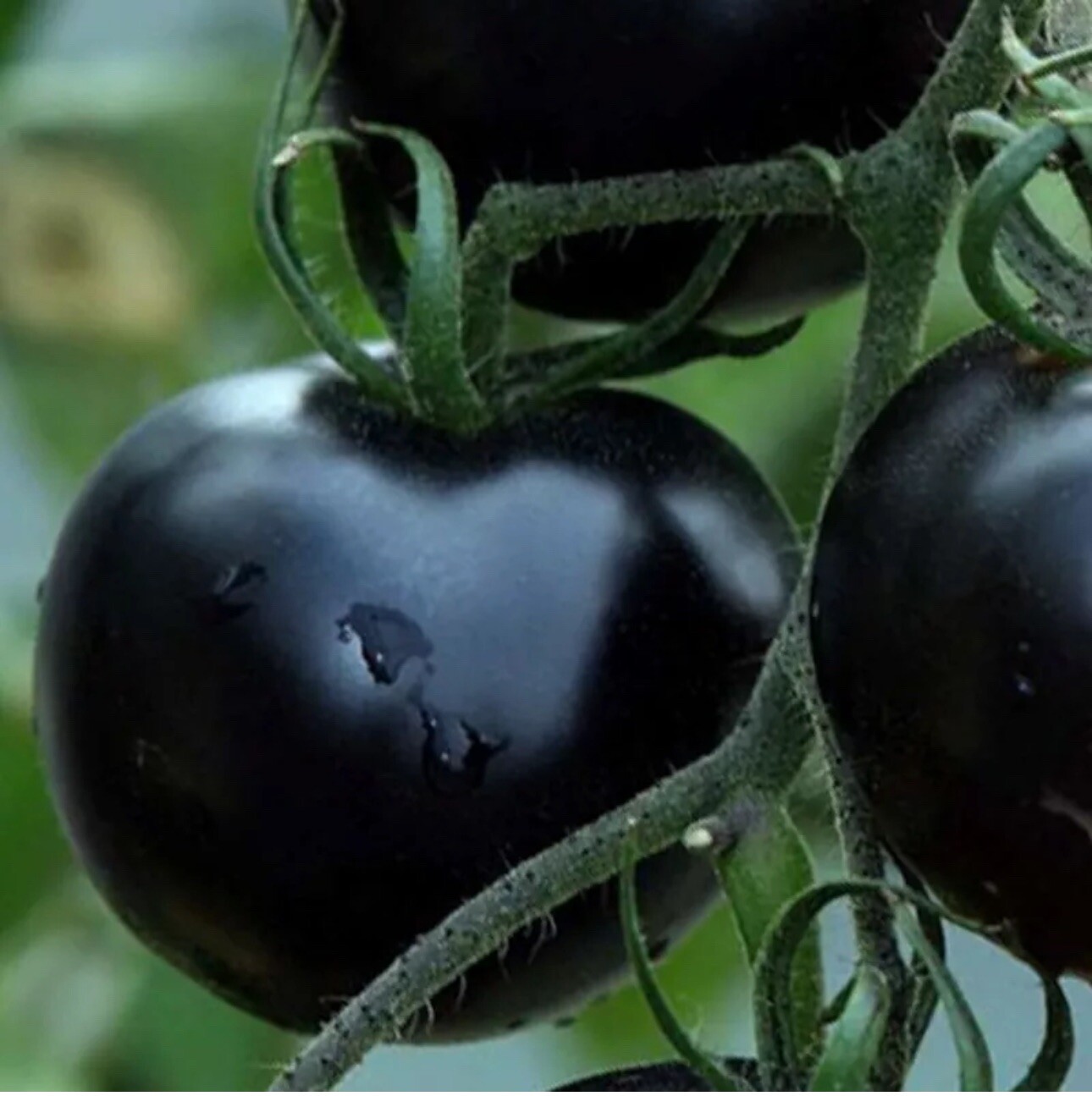 100 EUROPEAN BLACK CHERRY TOMATOES SEEDS SWEET TASTY HEIRLOOM NON-GMO RARE JUICY