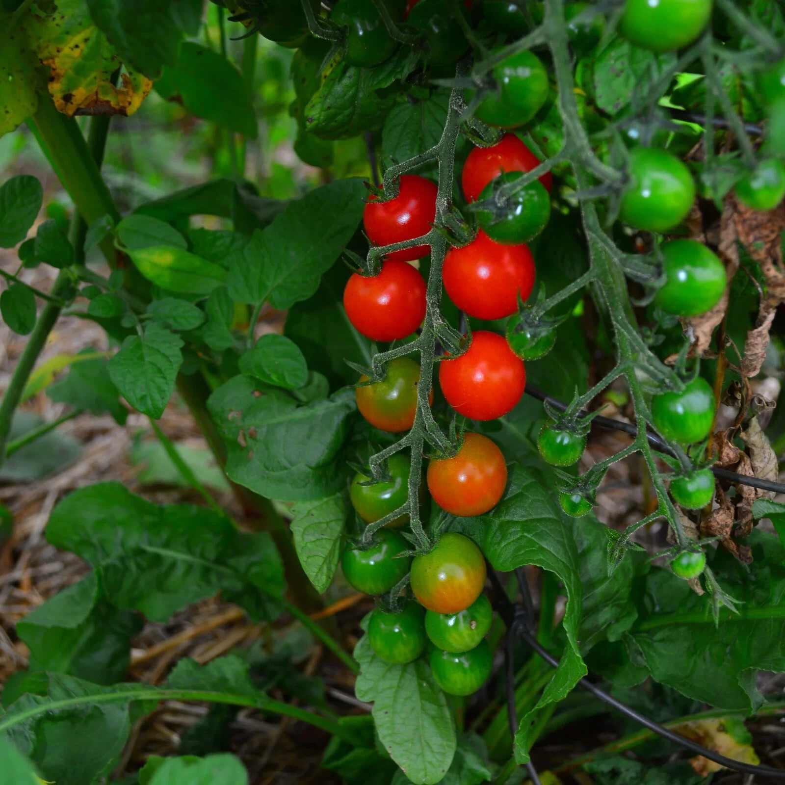Sweetie Cherry Tomato Seeds, Super Sweet Cherry Tomato, NON-GMO, FREE SHIPPING