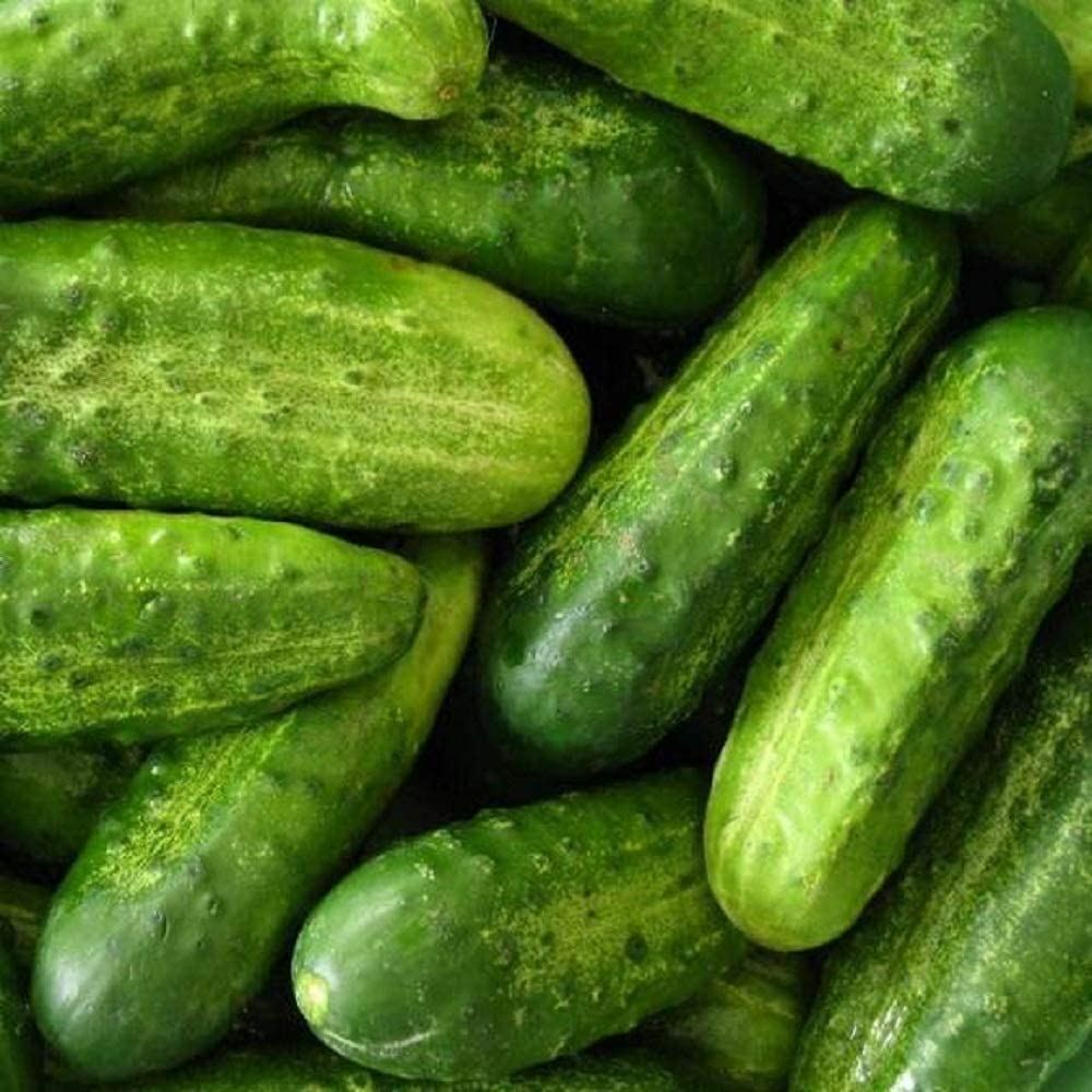 Cucumber Seeds- National Pickling Cucumber Seeds ,”COOL BEANS N SPROUTS” Brand.