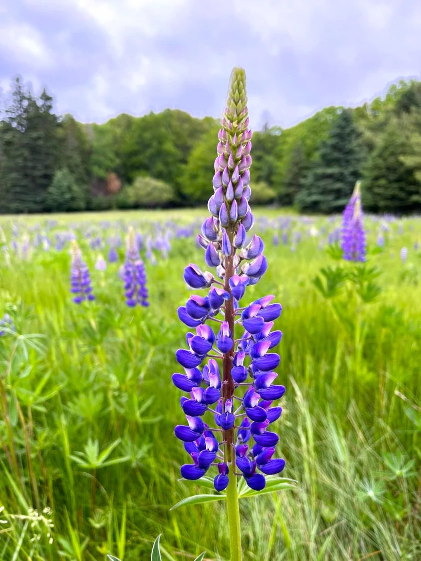 Blue Bonnet Perennial Lupine Seeds | Sundial Lupin Bluebonnet Flower Seed 2025