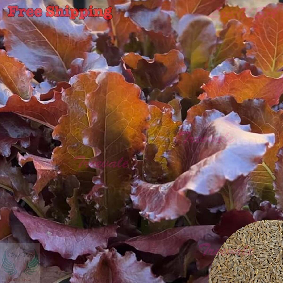 Red Romaine Lettuce Seeds | Red Cos Lettuce | NON-GMO