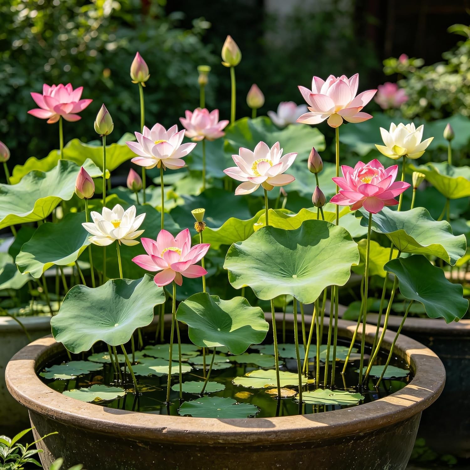 CarpetC 160+ Mixed Bowl Lotus Seeds for Planting, Nelumbo nucifera Aquatic Plant