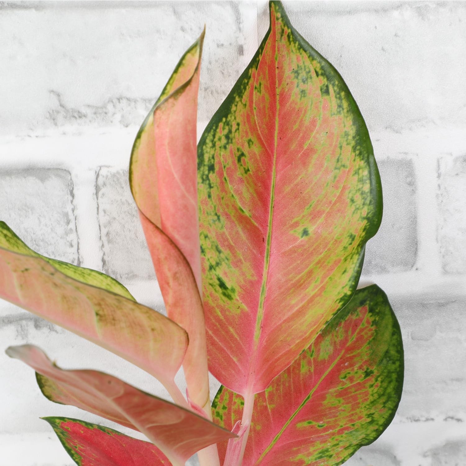 China Red Aglaonema Chinese Evergreen Live Plant, Exotic House Plants Live Tr…