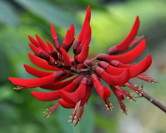 Coral Tree, Erythrina corallodendron, Tree Seeds
