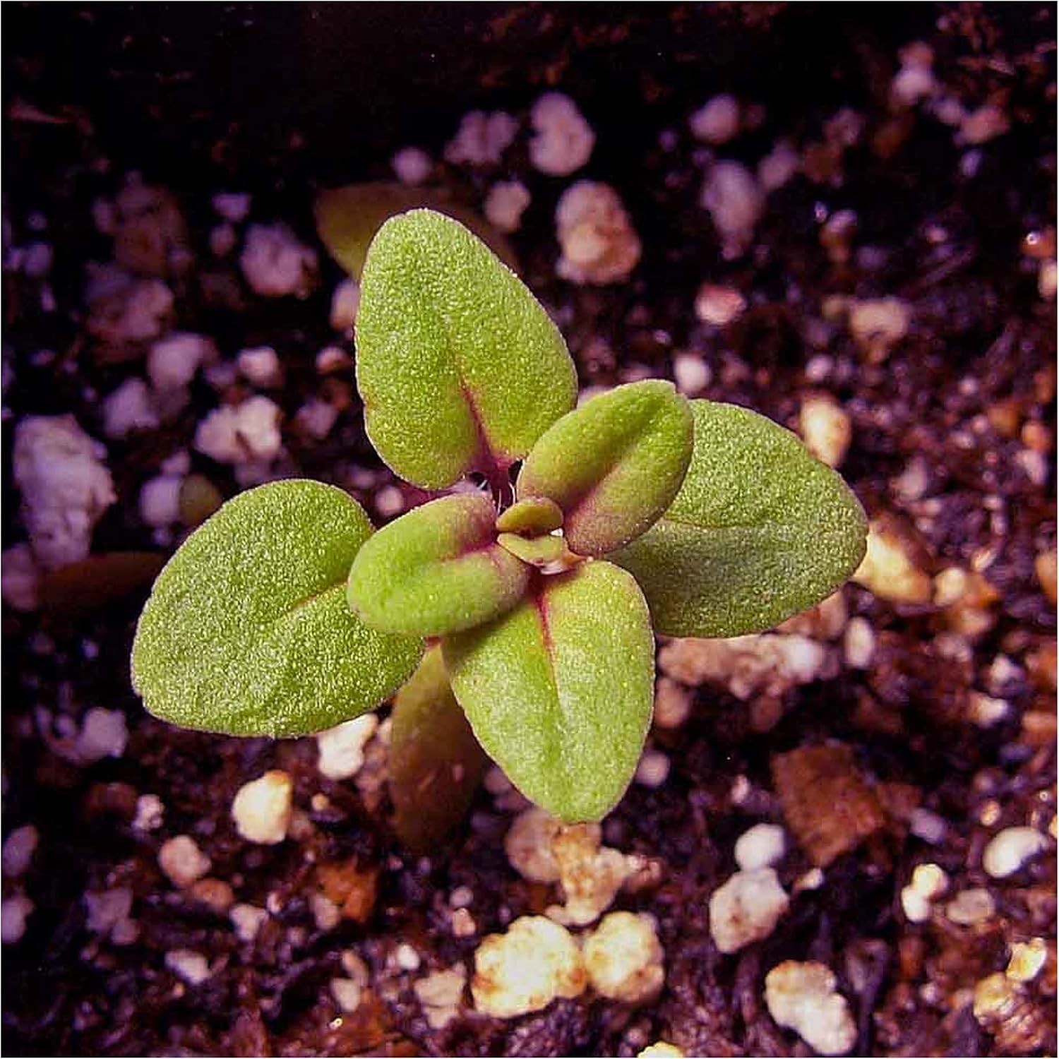Attractive Heirloom Wild Creeping Thyme Seeds – 40K Count for Aesthetic Gardens