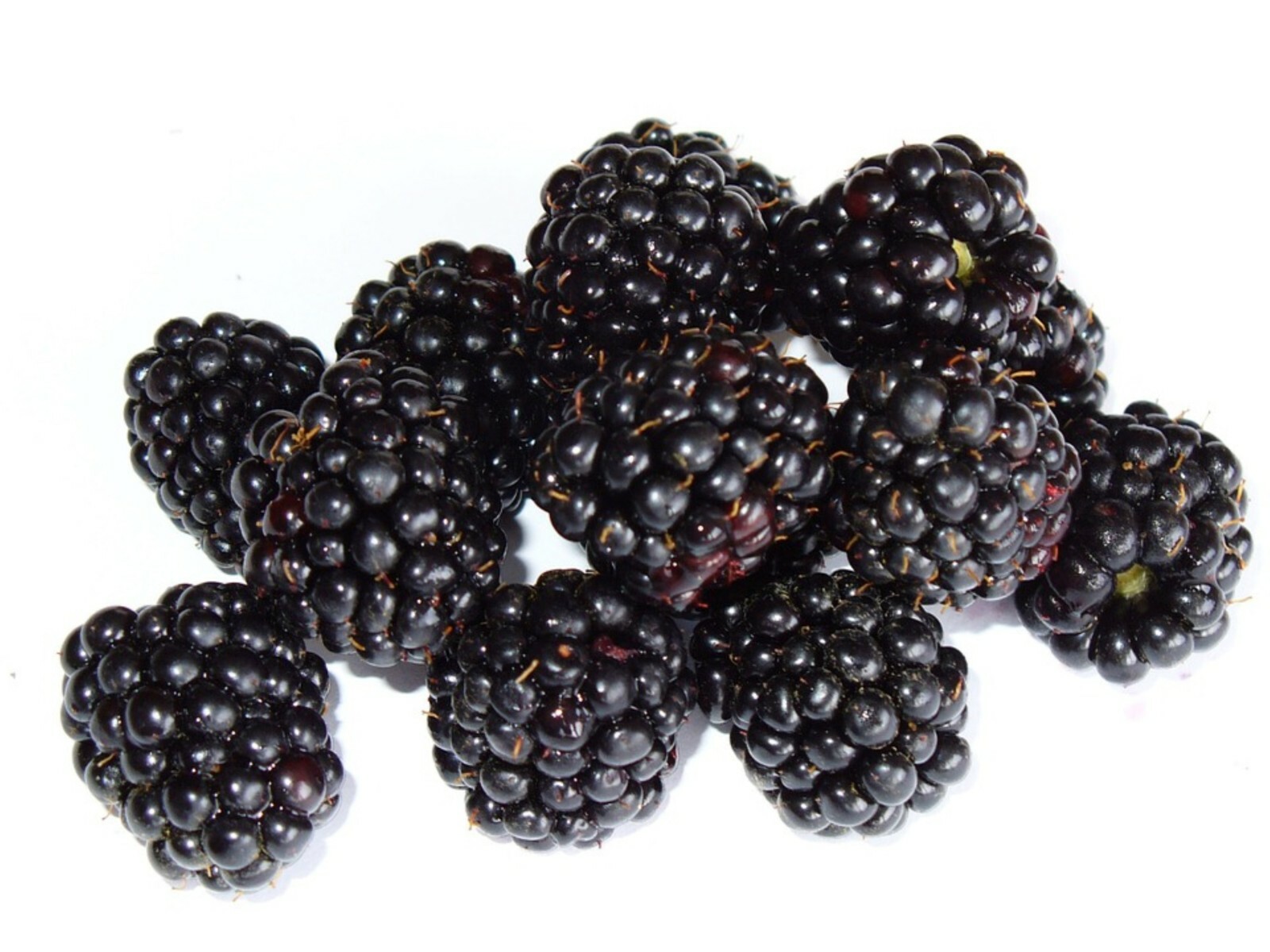Boysenberry plant, 6-12″ tall, 1 year old well rooted plant.