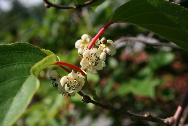 Actinidia arguta | Siberian or Dessert Kiwi | 100 Seeds