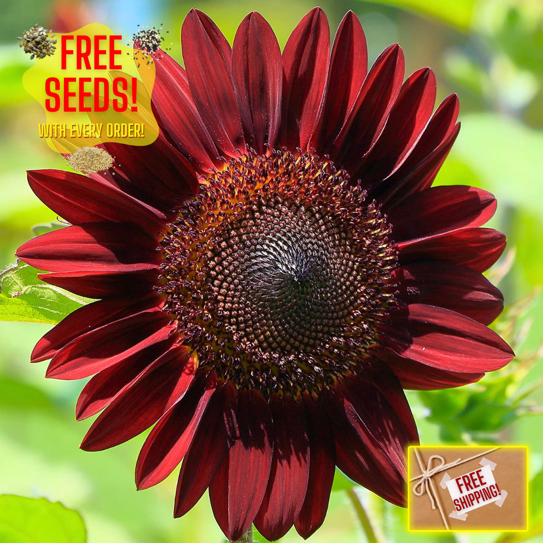 Fresh Premium Chocolate Cherry Sunflower Seeds | Heirloom Non-GMO | Flower Seed