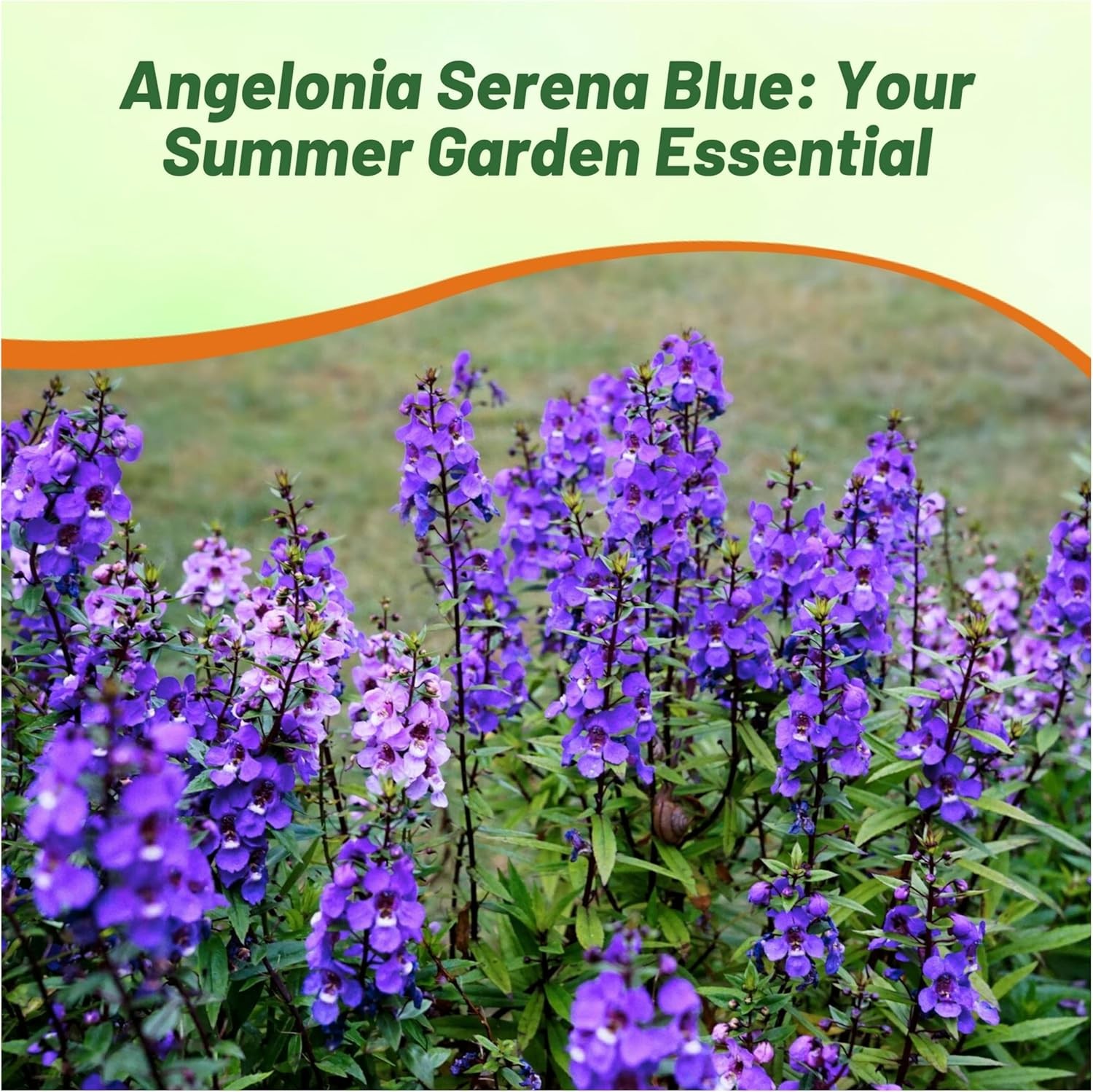 30 Seeds Angelonia Serena Blue – Angelonia Flower Seeds