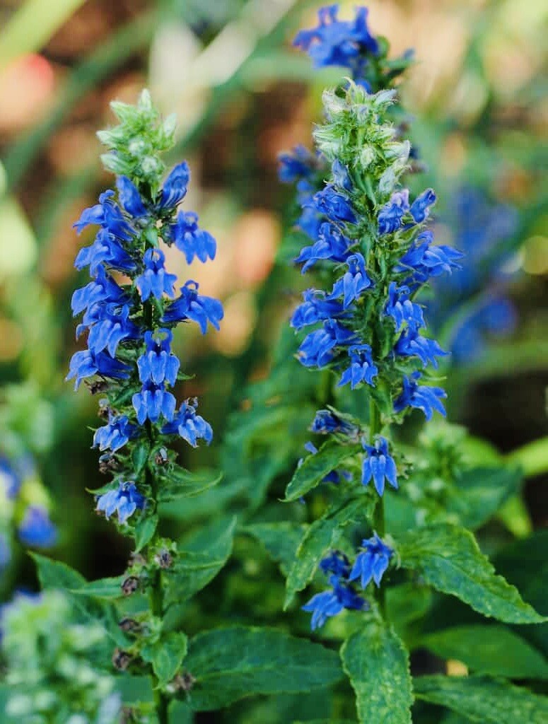 BLUE CARDINAL FLOWER SEEDS NON GMO FRESH HARVEST FREE SHIPPING