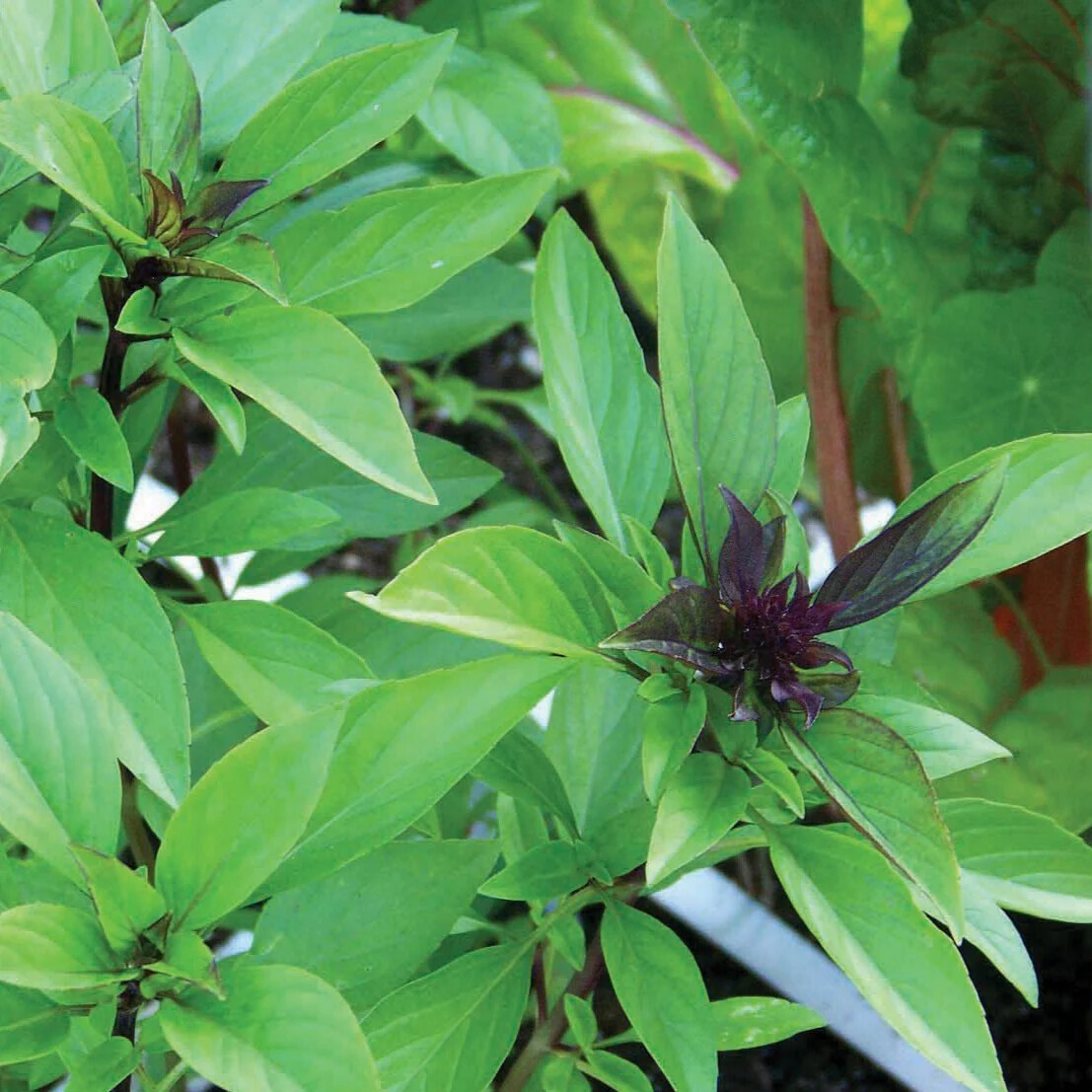 Licorice Basil Herb Seeds, Thai Basil, NON-GMO, Variety Sizes, FREE SHIPPING
