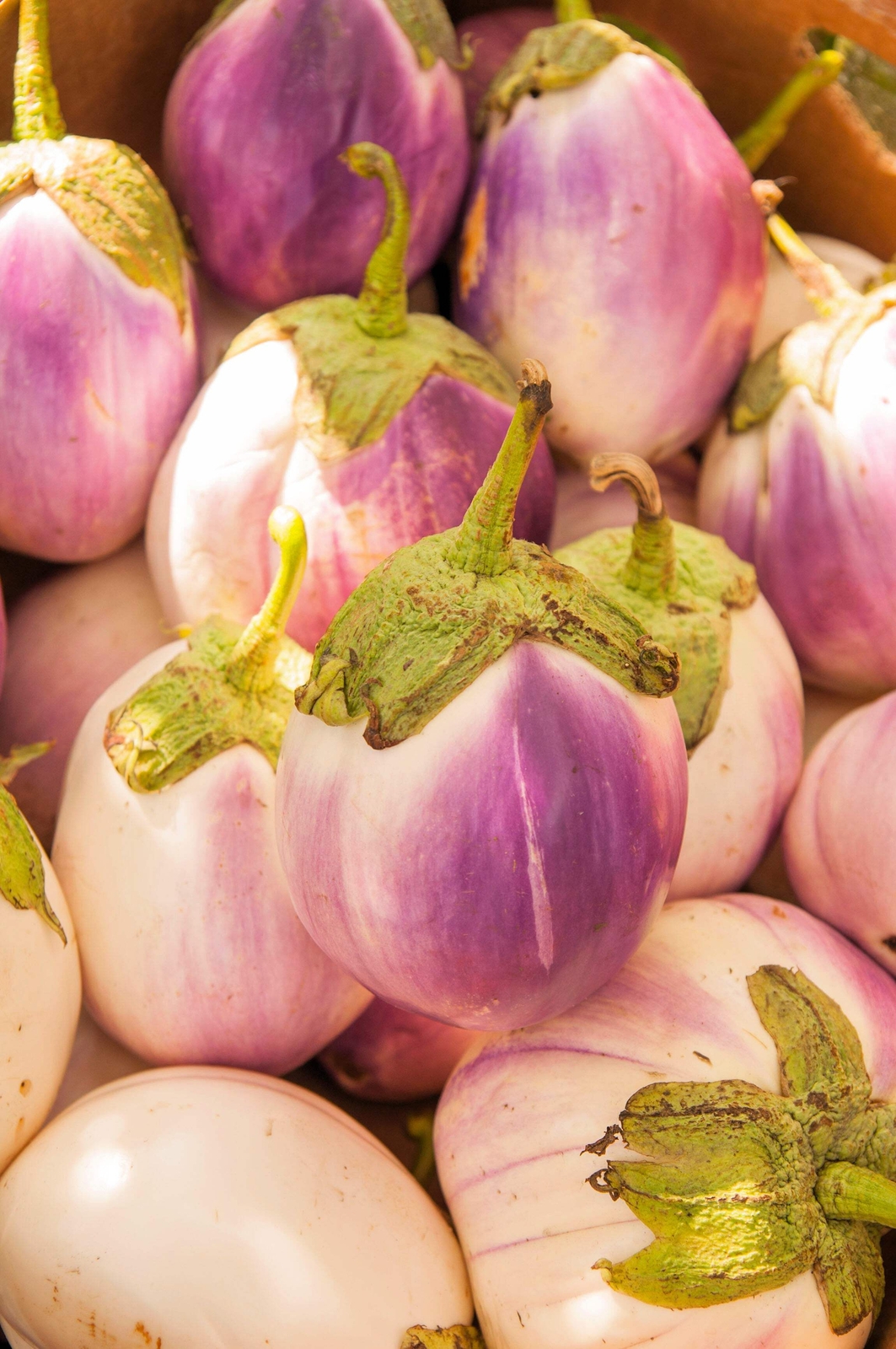 50 Organic Italian EGGPLANT ROSA BIANCA Solanum Melongena Vegetable Seeds