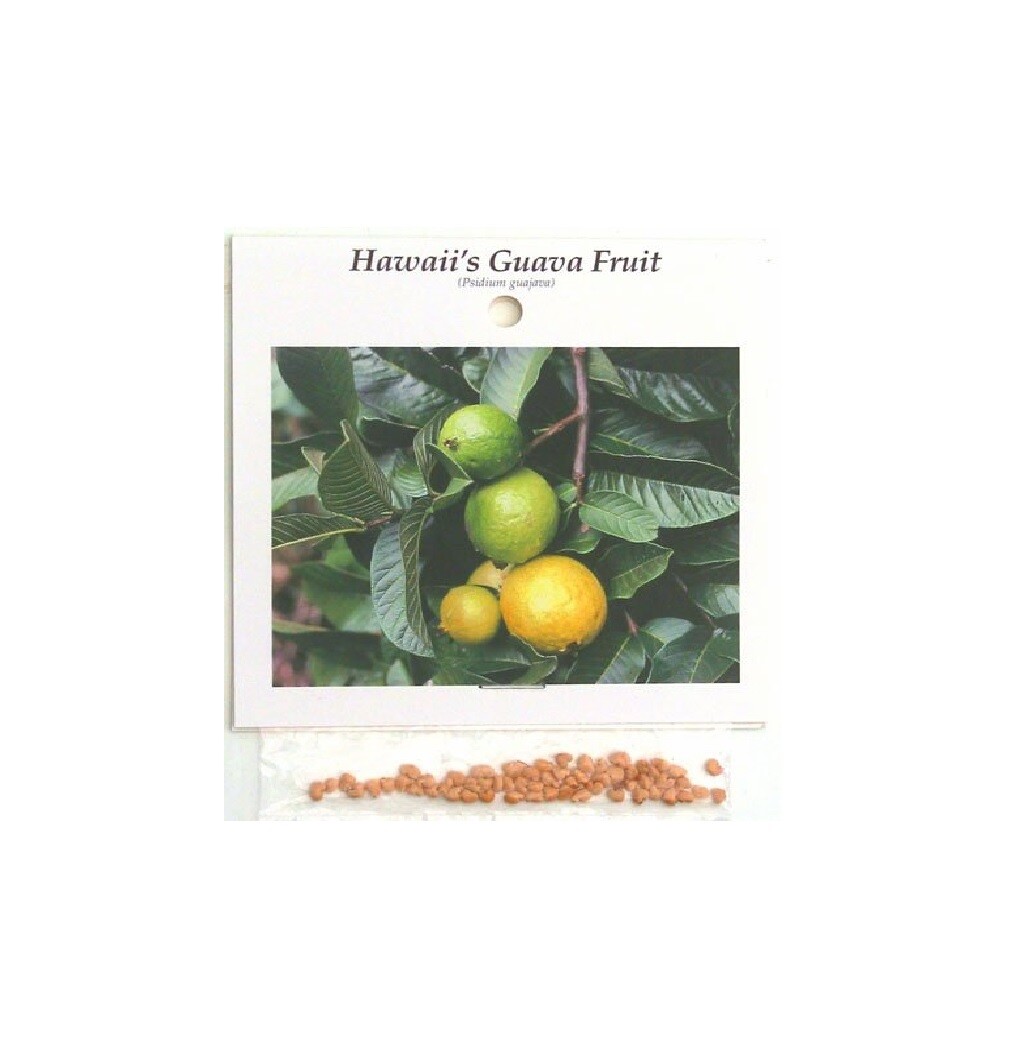 Guava Fruit Hawaiian Seeds 1Pack