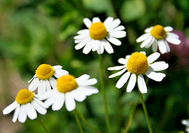 ROMAN CHAMOMILE 100 SEEDS, HERB, SLEEP, CALMING, HEALING, CHAMAEMELUM NOBILE