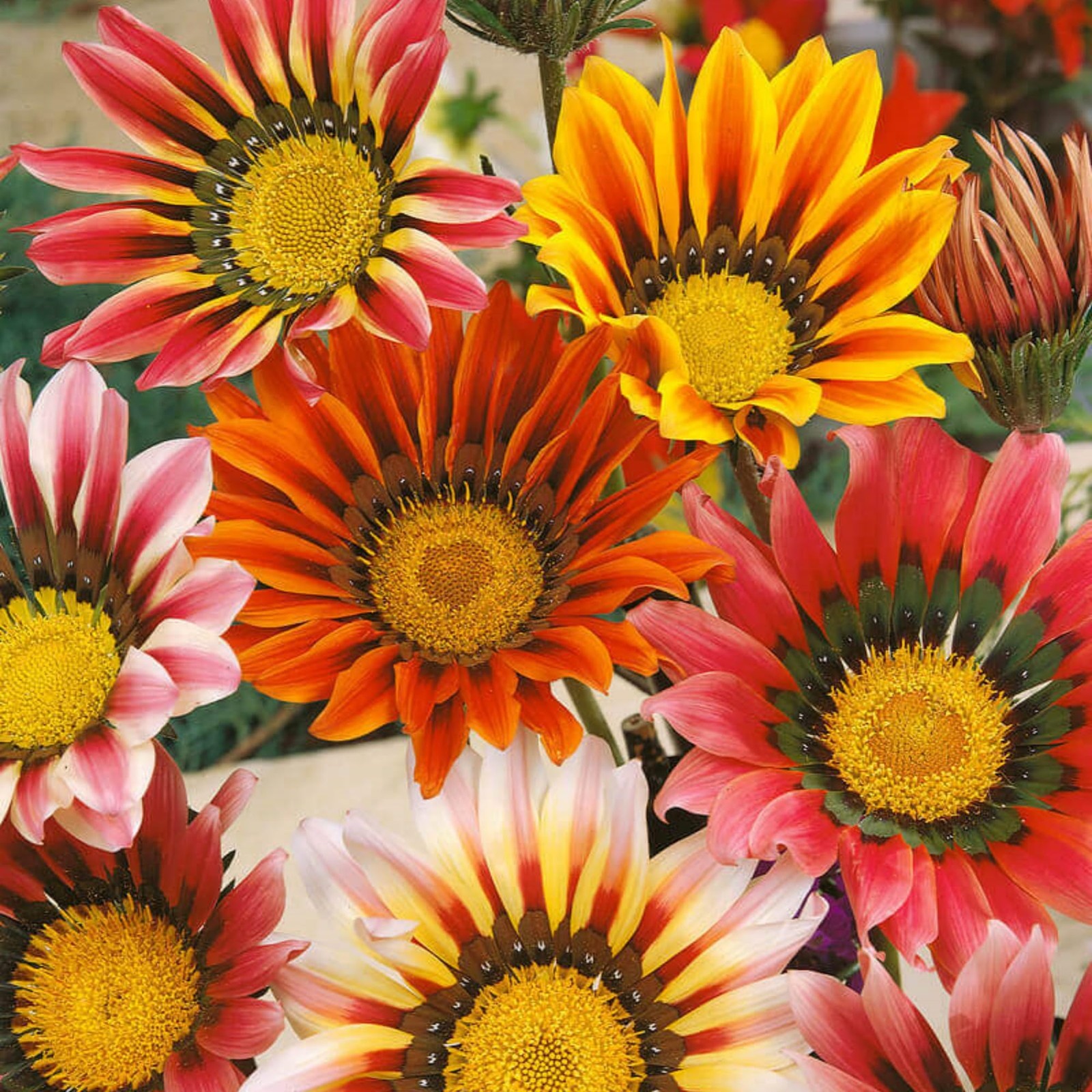 350+ Mix Gazania Seeds for Planting Heat & Drought Tolerant Garden