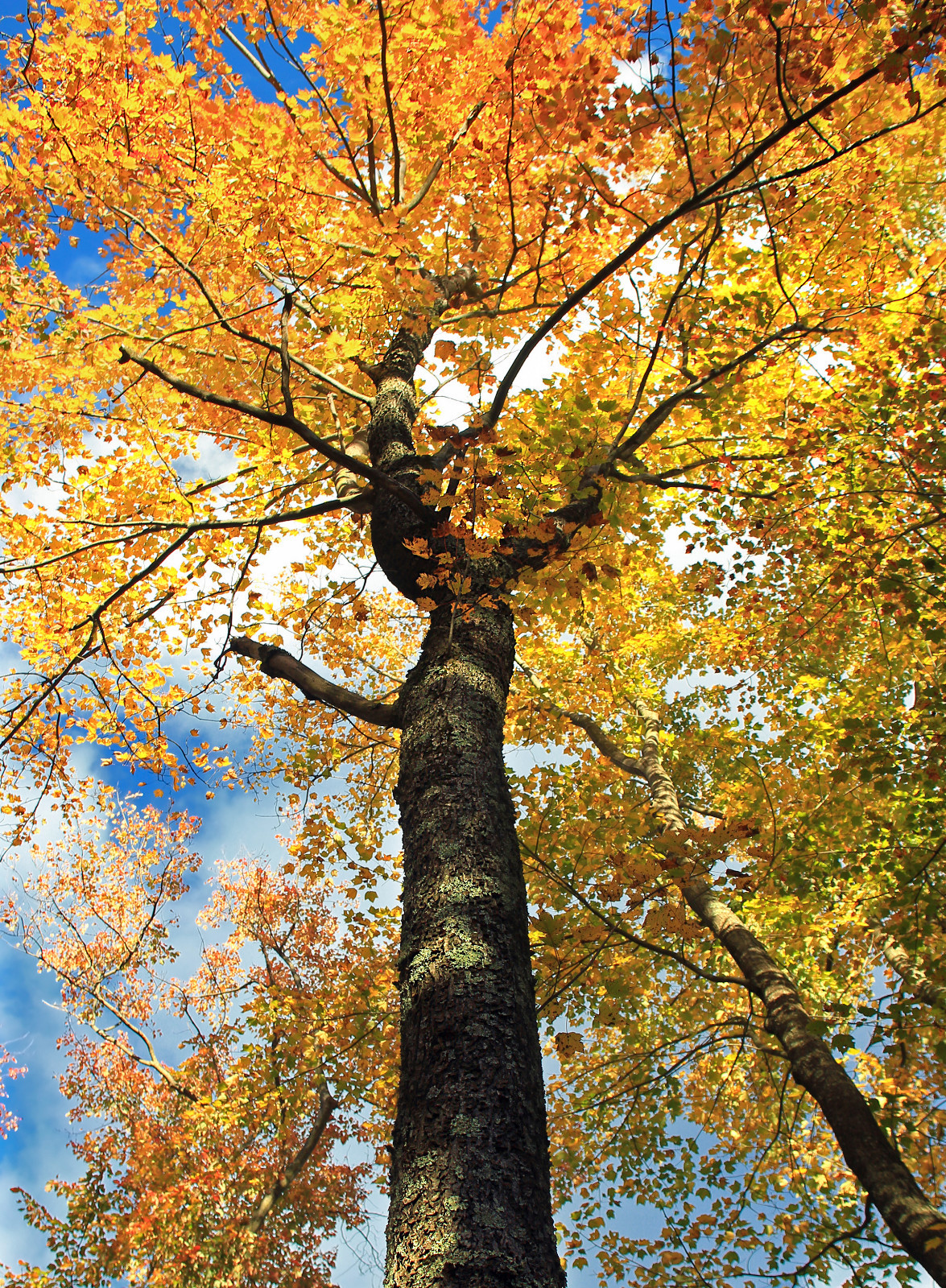 Canada Sugar Maple | Tree Seed Grow Kit | The Jonsteen Company