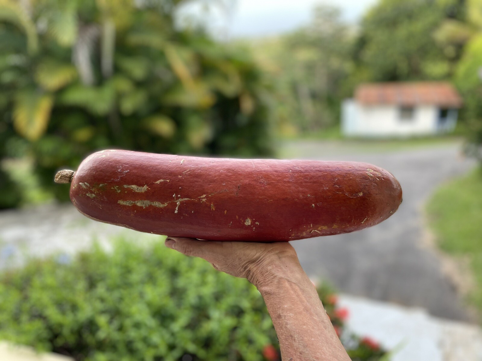 Sicana odorifera 5 Seeds cassabanana musk cucumber puttigel sikana