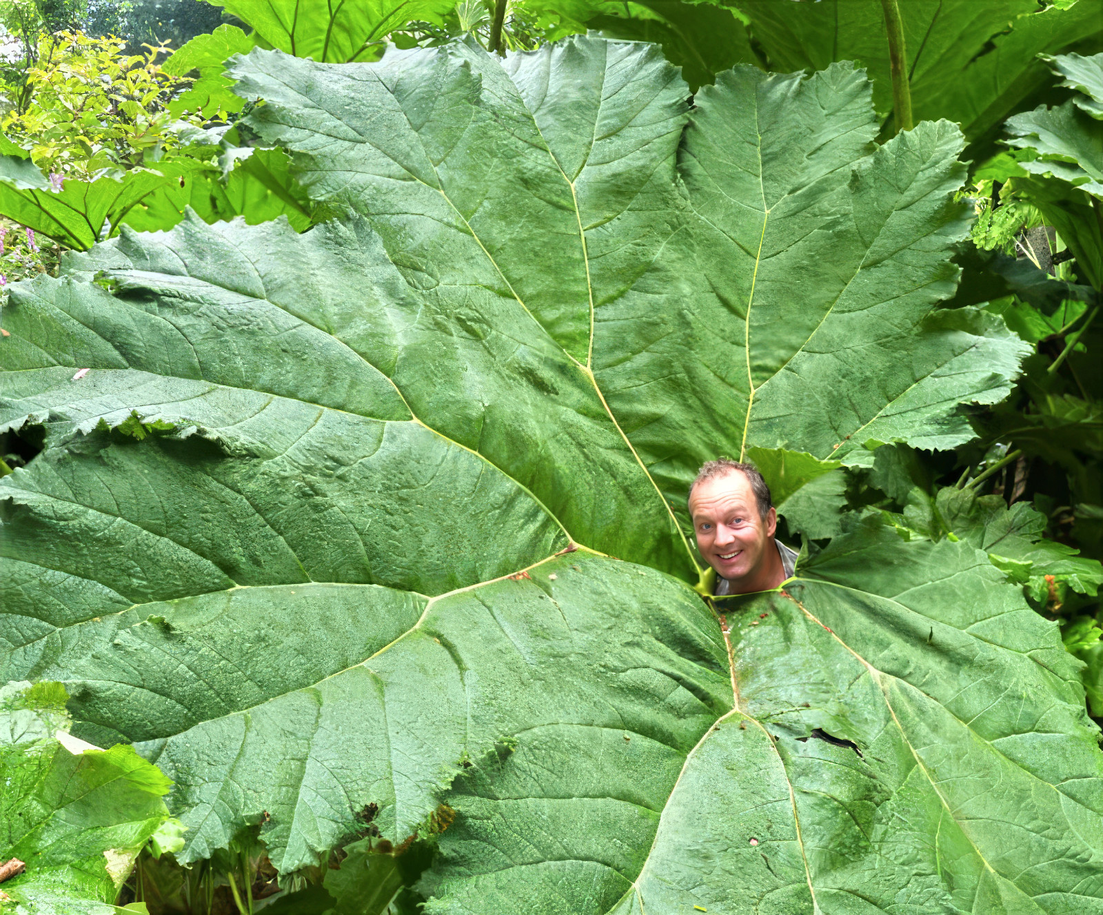 25 GUNNERA MANICATA SEEDS “Dinosaur Food” Giant Hardy Exotic Flower Plant RARE!