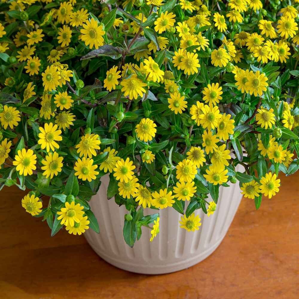 Creeping Zinnia Ground Cover Rock Garden Flower Seeds,25+ count