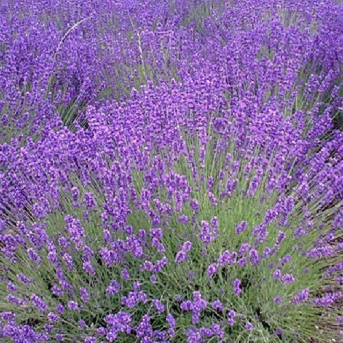 5,000 Heirloom Perennial English Vera Lavender Seeds Beautiful Fragrant NonGMO