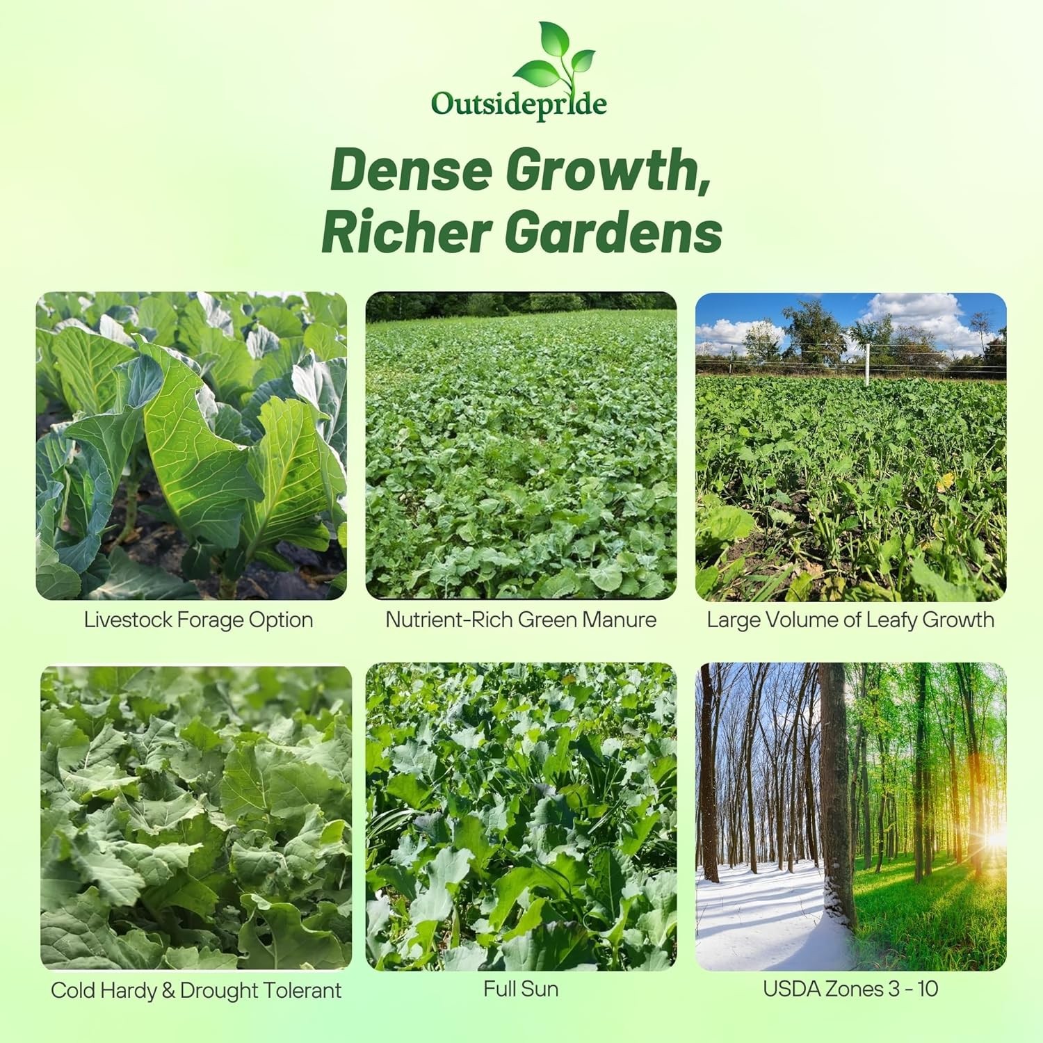 5 LBS Bayou Kale Cover Crop, Forage, & Wildlife Food Plot Seed