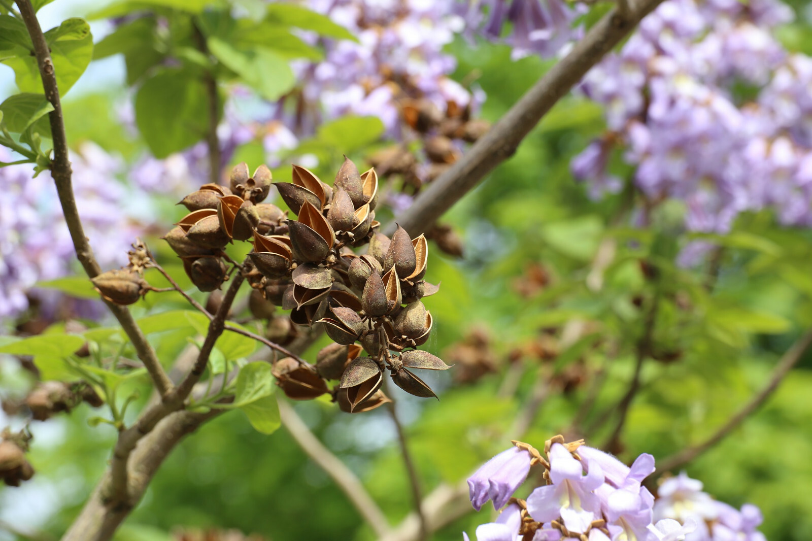 100+ Royal Empress Tree Seeds (Paulownia tomentosa) Purple Flowers, Fast Growing