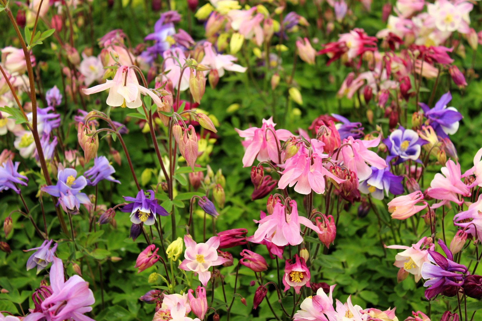 100 DWARF COLUMBINE Aquilegia Mixed Colors Flower Seeds *Flat S/H
