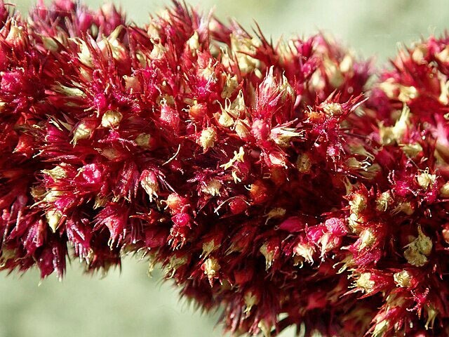 Amaranthus cruentus | Blood Amaranth | 100 Seeds