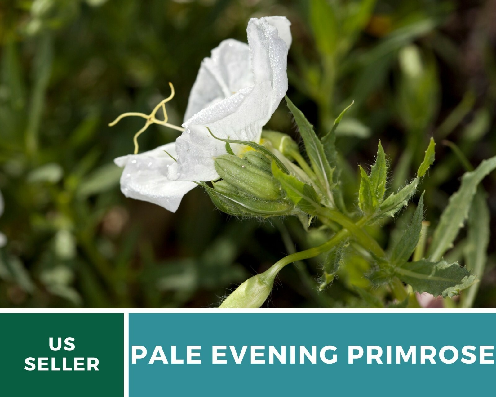 Evening Primrose, Pale – Heirloom Seeds – GMO Free (Oenothera pallida)