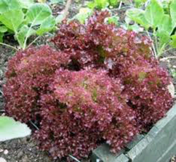 LETTUCE, RED LEAF, LOLLA ROSA, HEIRLOOM, 25+ SEEDS, CRISP, DARK LEAVES