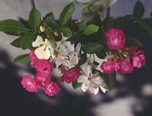 Rosa Chinensis Angel Wings | Miniature Rose | 10_Seeds