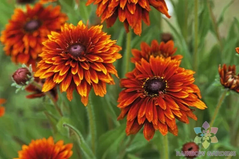 200+ Cherokee Sunset Rudbeckia Seeds for Garden Planting – USA – FREE SHIPPING!
