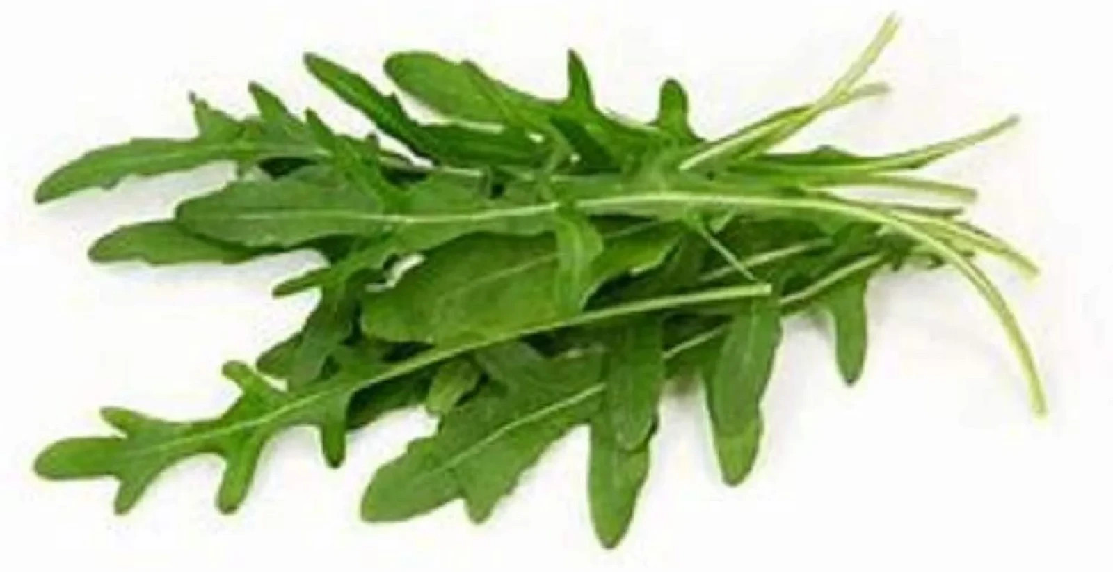 200 Roquette Arugula Seeds | Heirloom / Non-GMO | Free Shipping &Tracking