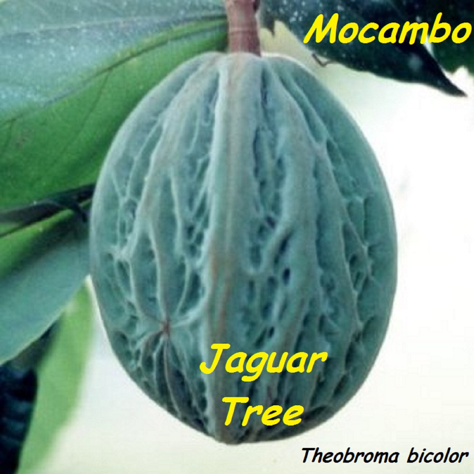 Theobroma Bicolor (White Cacao)cocoa tropical fruit tree Live Plant