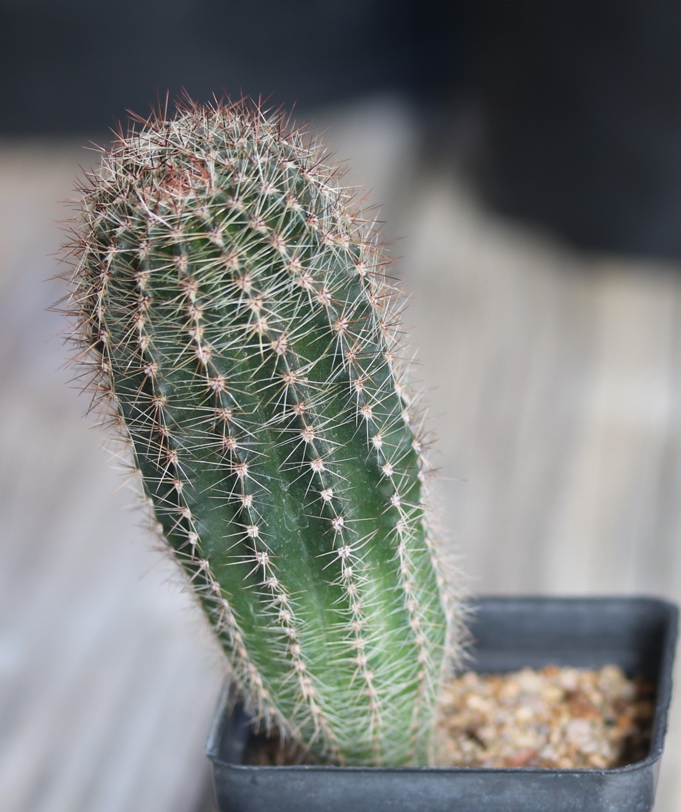 Echinopsis hybrid ‘Rouge Madness’
