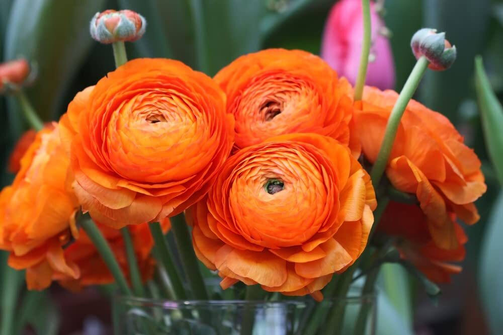 Orange Ranunculus Bulbs for Planting – (10 Bulbs)