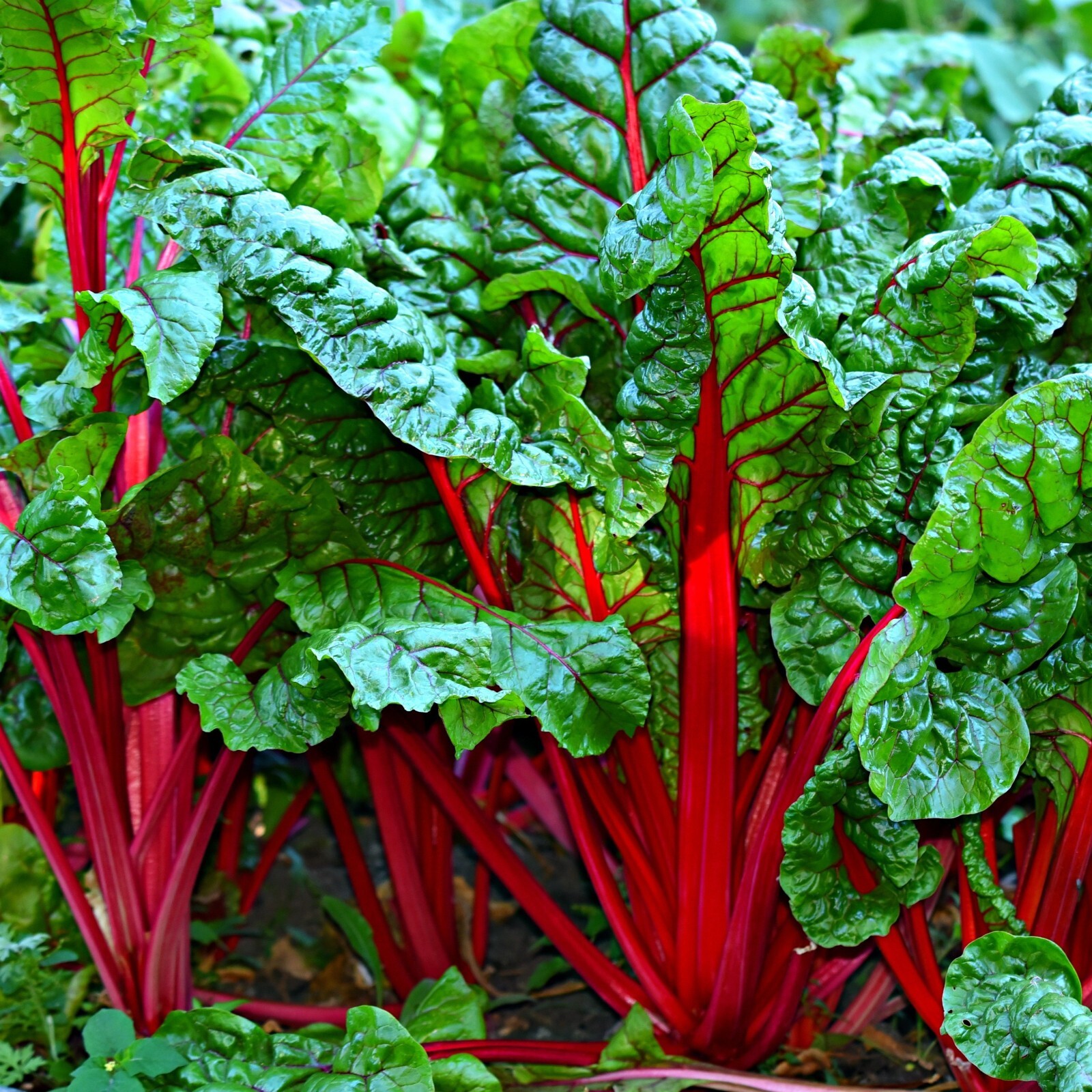 Swiss Chard Seeds, Ruby Red Heirloom, Non-GMO, Fast Growing, Free Shipping