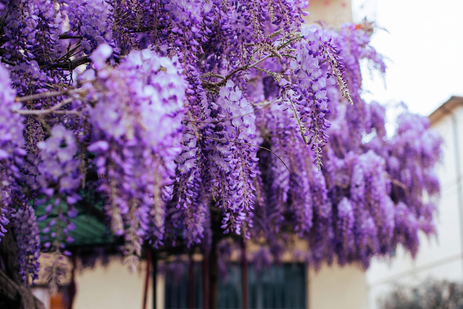 5 BLUE CHINESE WISTERIA Sinensis Ornamental Vine Blue Violet Purple Flower Seeds
