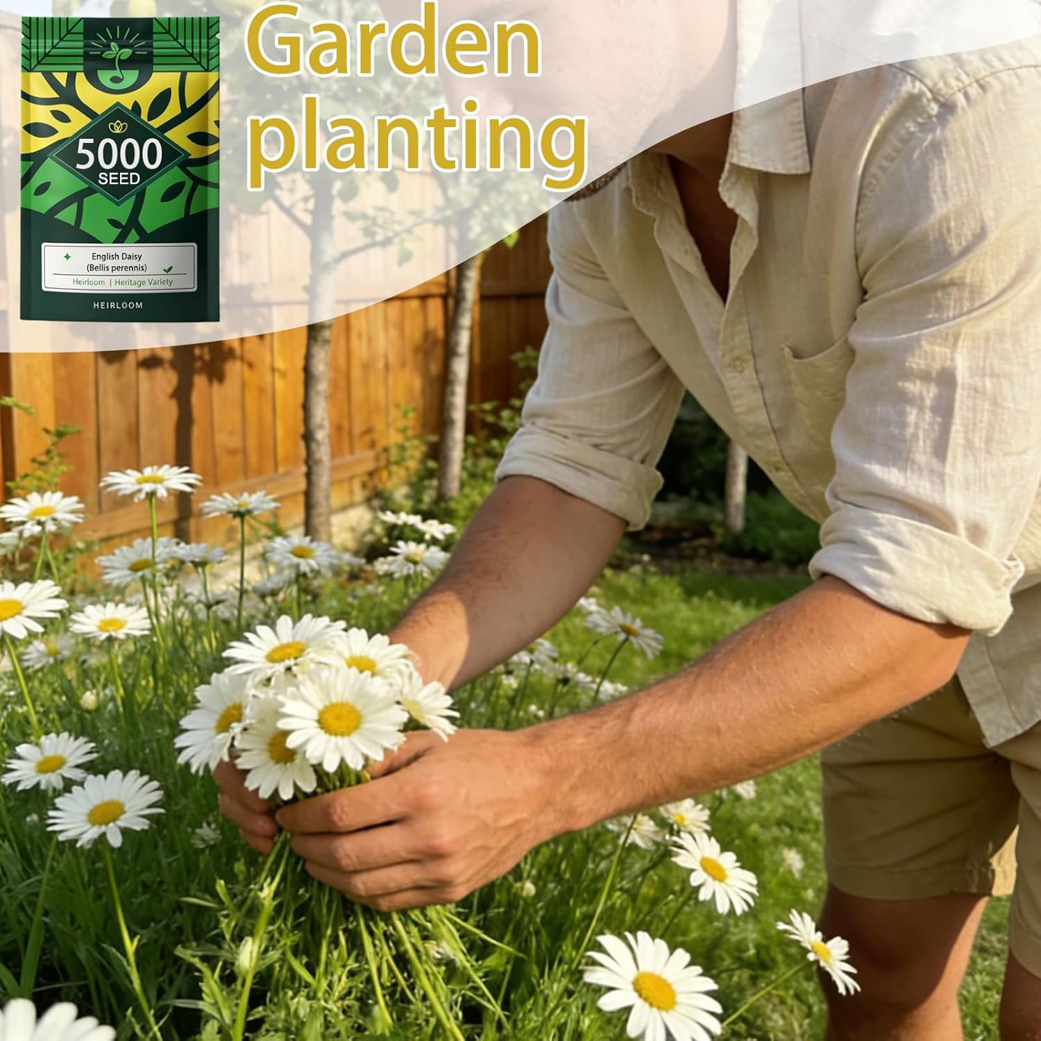 English Daisy Seeds for Planting, Tiny Daisy Buttons (Bellis Perennis)​, 5,000 C