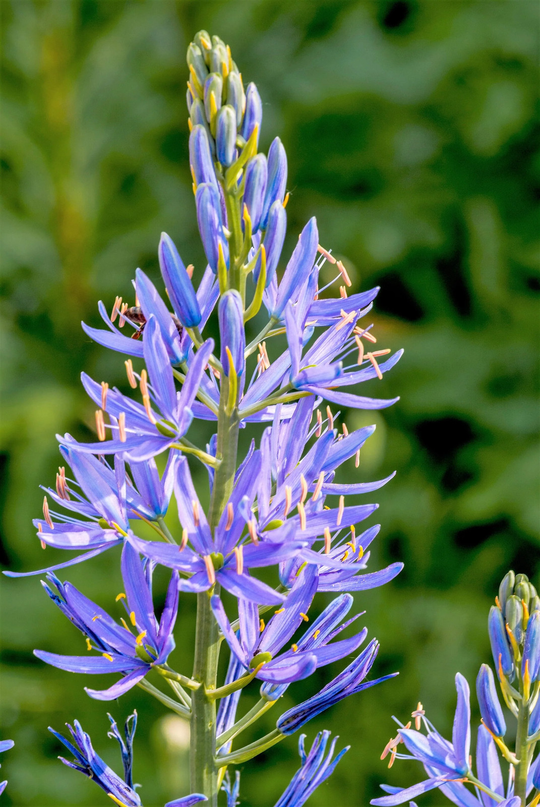 20 Blue LARGE CAMAS Camassia Leichtlinii Quamasia Great Camass Flower Seeds