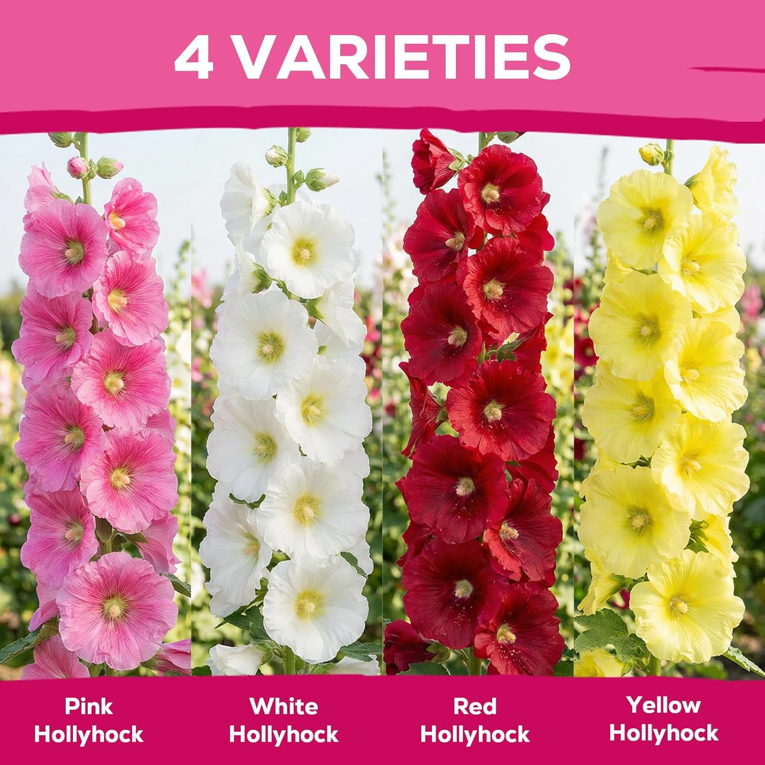 Hollyhock Seeds 3000+ Bulk Pack – Mixed Colors Perennial Heirloom Non-Gmo, Easy